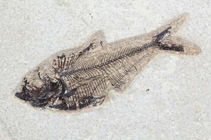 Fossil Fish (Diplomystus) - inch Layer, Green River Formation #96948